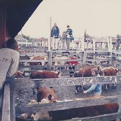 Digital Photograph - Cattle Auction, Newmarket Saleyards, Newmarket, 1987