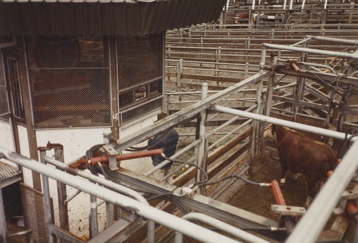 Live Weight Scales, Newmarket Saleyards, Sept 1985