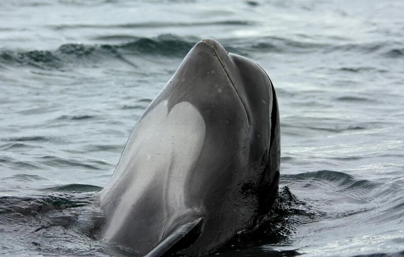 Long-flippered Pilot Whale head above water.