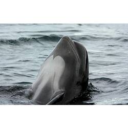 <em>Globicephala melas</em>, Long-finned Pilot Whale