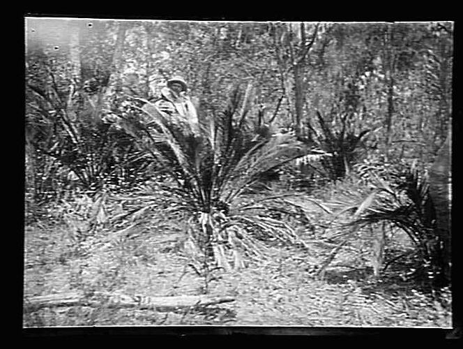 Man in forest with cycads.