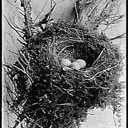Glass Negative - Nest of the Ground Thrush, by A.J. Campbell, Upper Yarra, Victoria, circa 1895