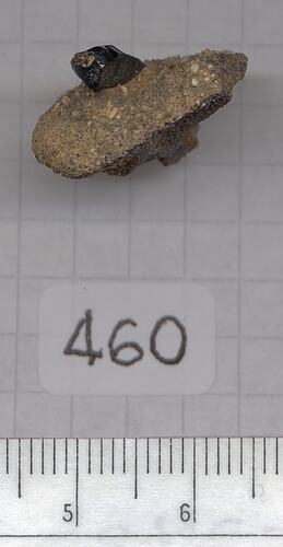 Flange-shaped tektite.