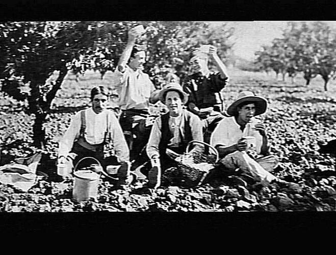 [Fruit pickers eating lunch in the Pitts family orchard at Merrigum, near Shepparton, about 1910.]