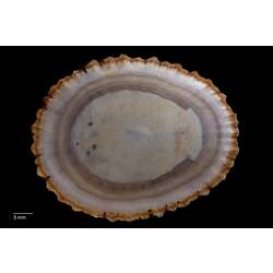 Interior view of limpet shell.