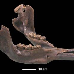 Extinct mammal jaw.