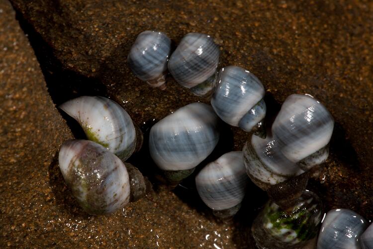 <em>Austrolittorina unifasciata</em>, marine snail. Bunurong Marine National Park, Victoria.