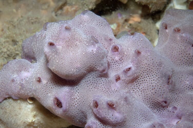 Pinkish tunicate.