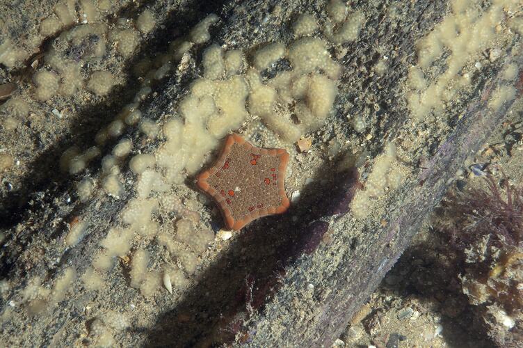 <em>Tosia</em> sp., seastar. Portsea Pier, Port Phillip, Victoria.