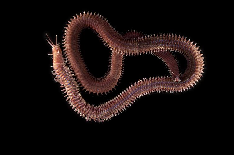 Red polychaete worm against black background.