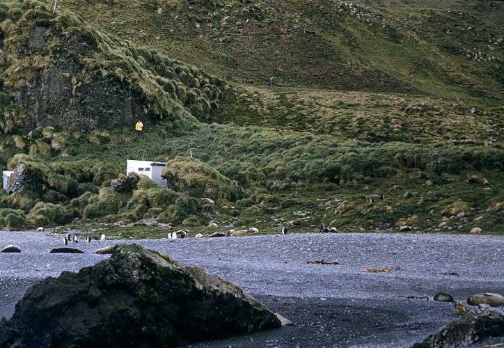 Gravel area with penguins, mountain behind.
