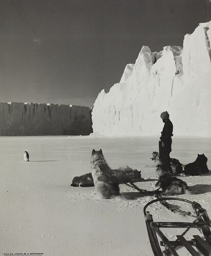 Man & Dog Team, The Australian National Antarctic Research Expedition (ANARE), Antarctic, circa 1950s