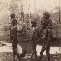 Photograph. Cairns, Rainforest, Queensland, Australia. c.1890