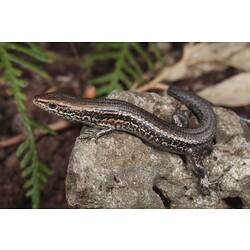 Lateral view of skink on rock.