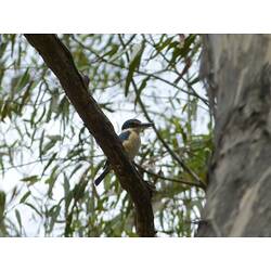 <em>Todiramphus sanctus</em>, Sacred Kingfisher. Grampians National Park, Victoria.