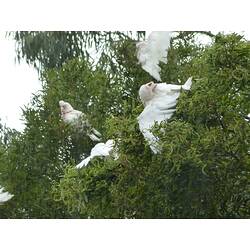 Several white cockatoos in tree canopy.