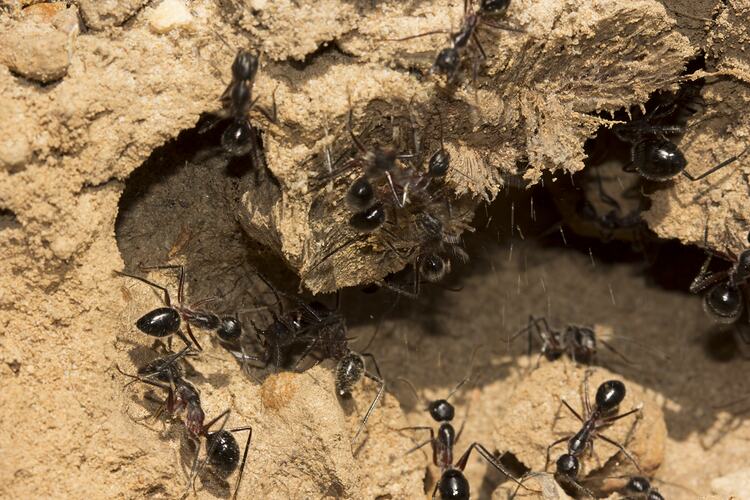 <em>Camponotus</em> sp., carpenter ant. Grampians National Park, Victoria.