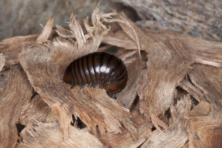 Class Diplopoda, millipede. Wilsons Promontory National Park, Victoria.