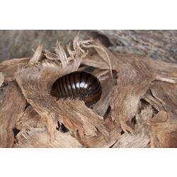 Class Diplopoda, millipede. Wilsons Promontory National Park, Victoria.