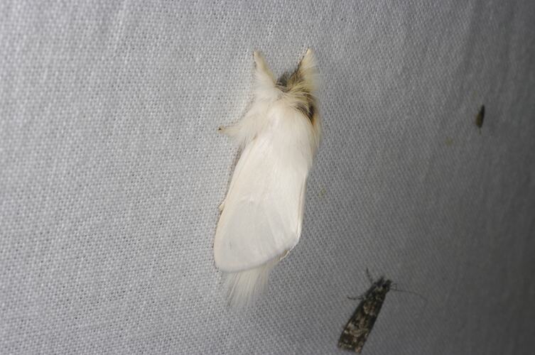 <em>Trichiocercus sparshalli</em>, Sparshall's Moth. Grampians National Park, Victoria.