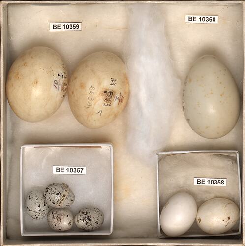 Nine bird eggs with specimen labels in boxes.
