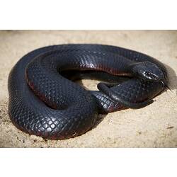 Black snake with flashes of red belly coiled up on rock, tongue out.