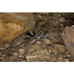 Family Lycosidae, wolf spider. Grampians National Park, Victoria.