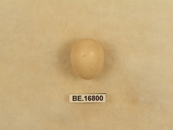 Bird egg with specimen label.