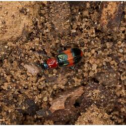 Orange and blue beetle on soil.