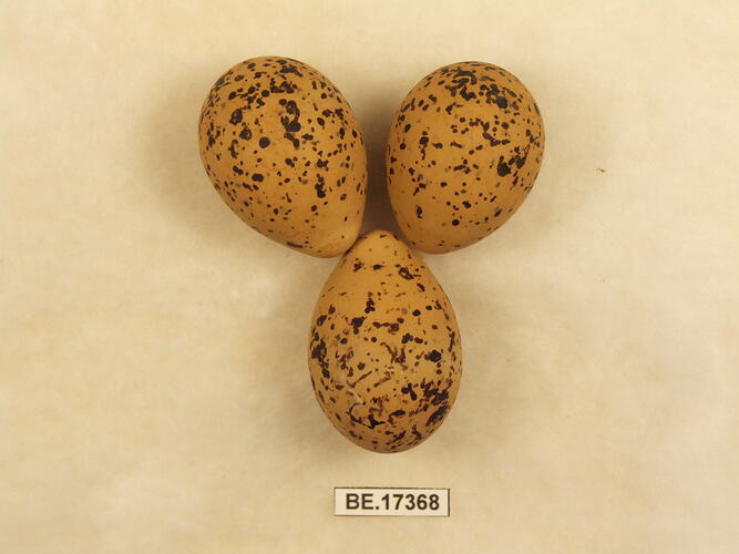 Three bird eggs with specimen label.