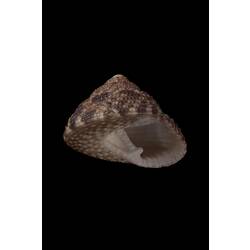 <em>Clanculus limbatus</em>, Keeled Clanculus, shell.  Registration no. F 180037.