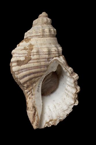 <em>Cabestana spengleri</em>, Spengler's Rock Whelk, shell.  Registration no. F 179991.