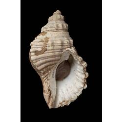 <em>Cabestana spengleri</em>, Spengler's Rock Whelk, shell.  Registration no. F 179991.