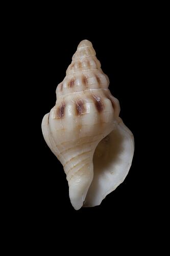 <em>Buccinulum (Tasmeuthria) clarkei</em>, marine snail, shell.  Registration no. F 179235.