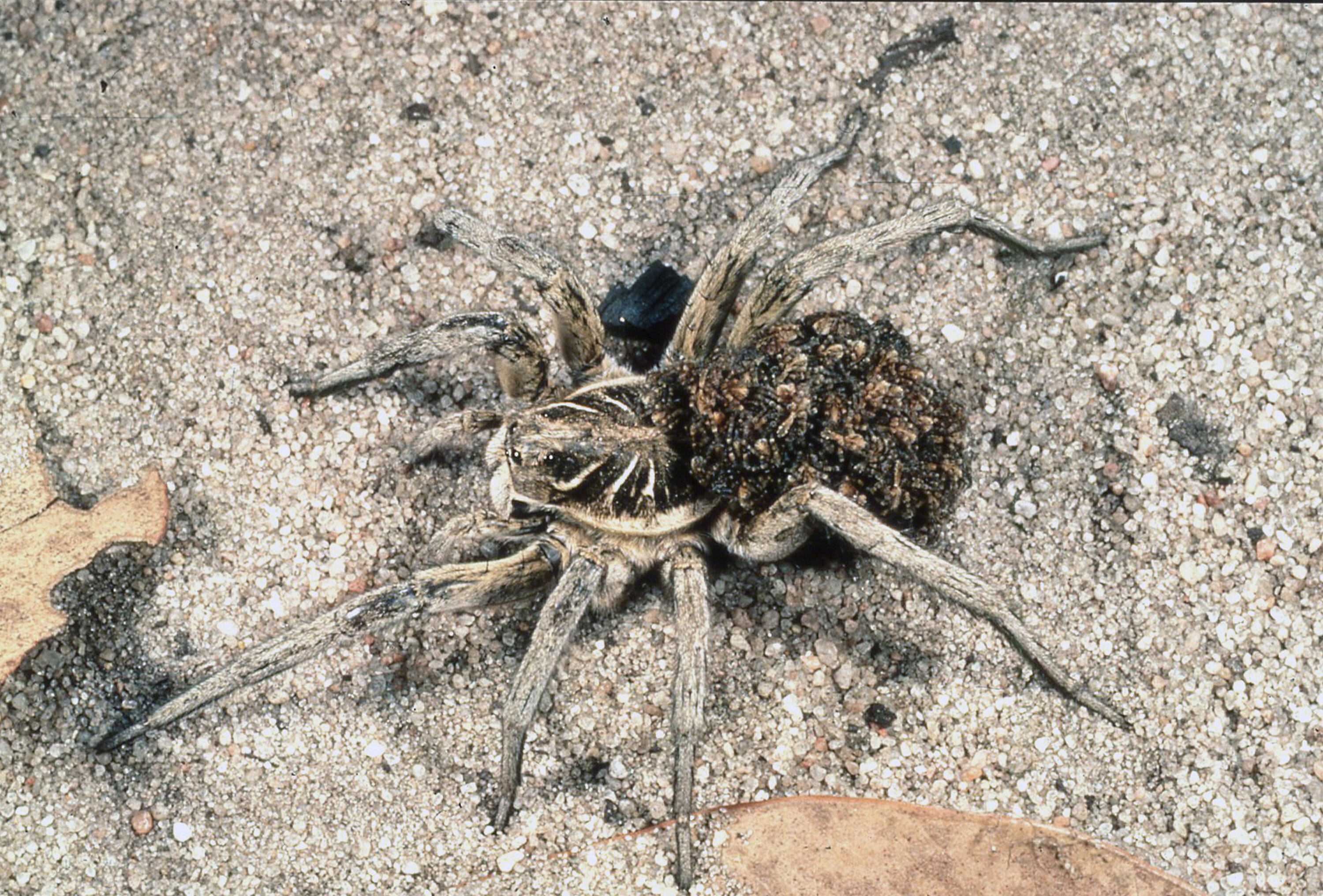 Wolf Spiders - The Australian Museum