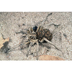 Female Wolf Spider carrying young