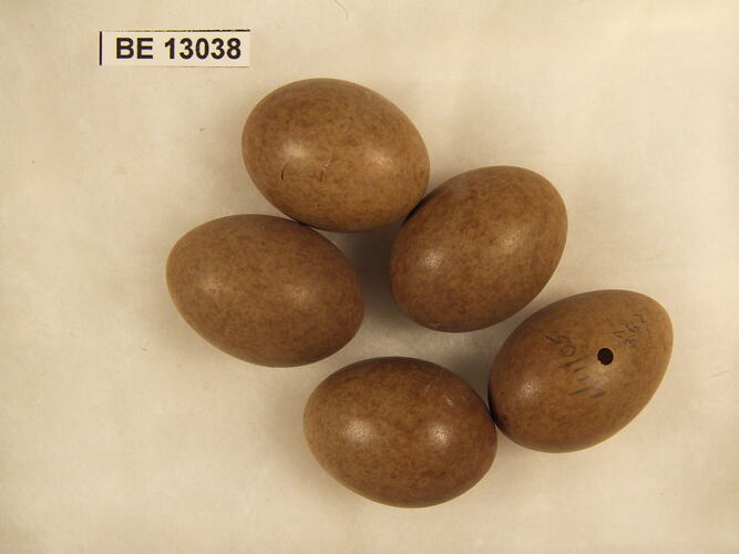 Five bird eggs with specimen label.