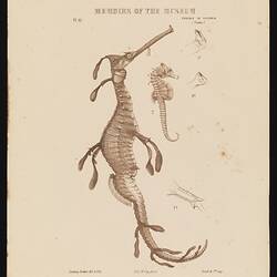 Lithographic proof (single colour brown) - Common Seadragon, Phyllopteryx taeniolatus, and Shorthead Seahorse, Hippocampus breviceps, Ludwig Becker