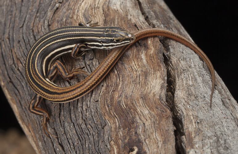 Stripey skink with long tail on bark.