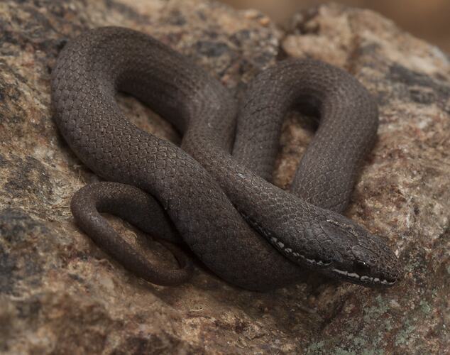 Brown snake with white stripe on mouth coiled on rock.