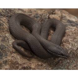 Brown snake with white stripe on mouth coiled on rock.