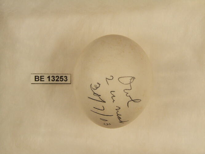 Bird egg with specimen label.