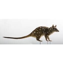 Taxidermied marsupial specimen with brown fur and white spots.