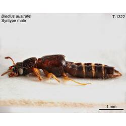 Beetle specimen, male, lateral view.