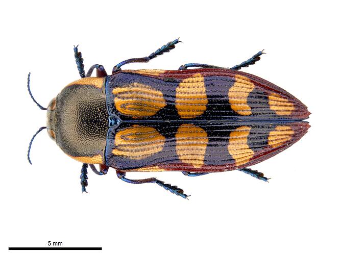 Pinned yellow blue and red jewel beetle specimen, dorsal view.