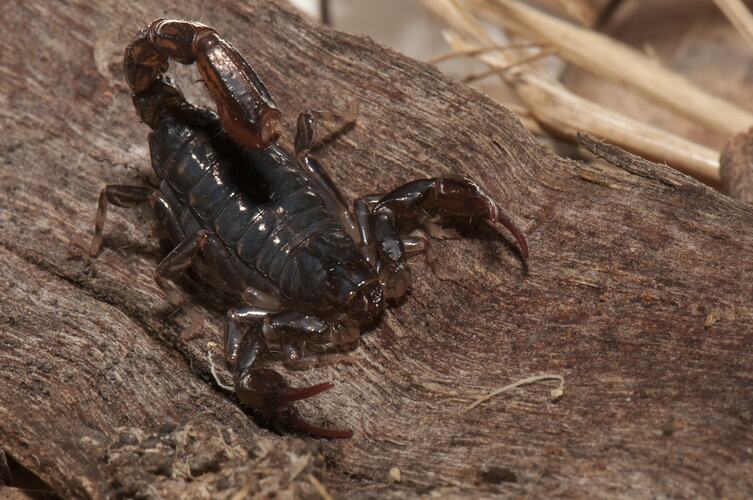 Black scorpion with tail curled over back.