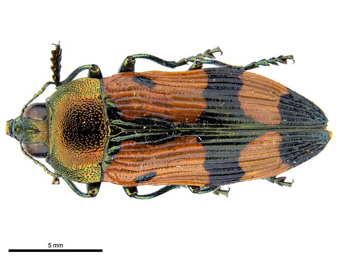 Pinned red, black and green jewel beetle specimen, dorsal view.