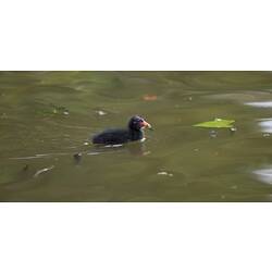 Fluffy black water bird chick in water.