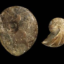 Two coiled fossil cephalopod shells.