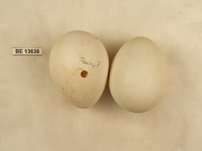 Two bird eggs with specimen label.